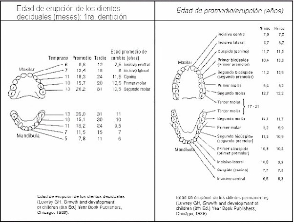 Denticion